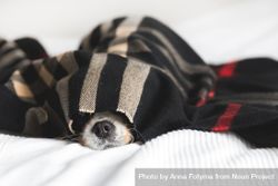 Cavalier spaniel hiding in dark patterned blanket bDQ1E0