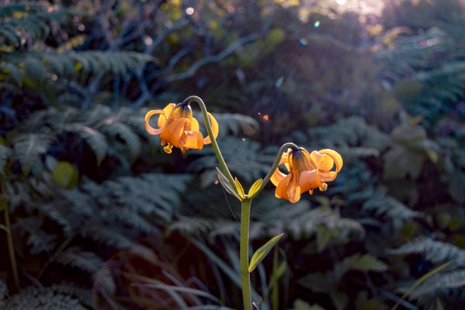 Two orange tiger lily flowers growing in the sun