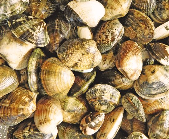 clam texture in the kitchen
