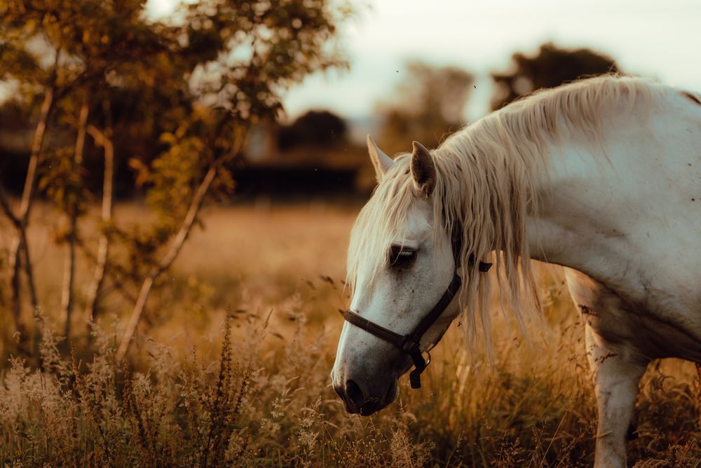 Horse grazing in meadow near tree