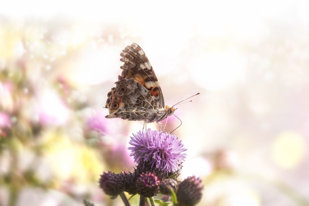 Butterfly on purple flower in bokeh sunlight