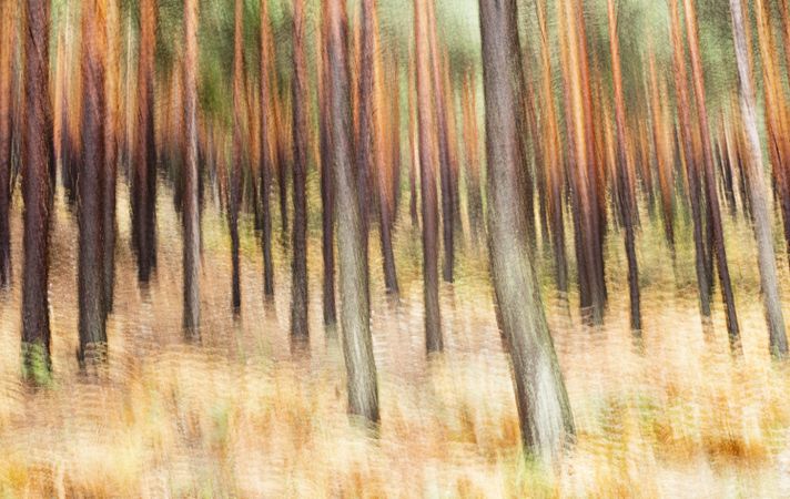 Blurred trees in forest