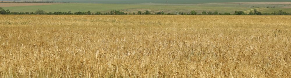 Barley field. Agriculture and farming. First summer harvest