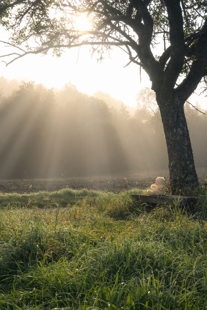 Sun rays through the mist and a plush bear