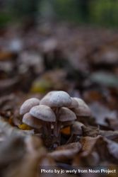 Small light mushrooms growing among fall leaves, vertical 4dMldb