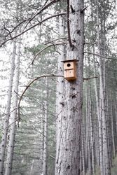 A birdhouse is placed on the high part of a tree in the forest