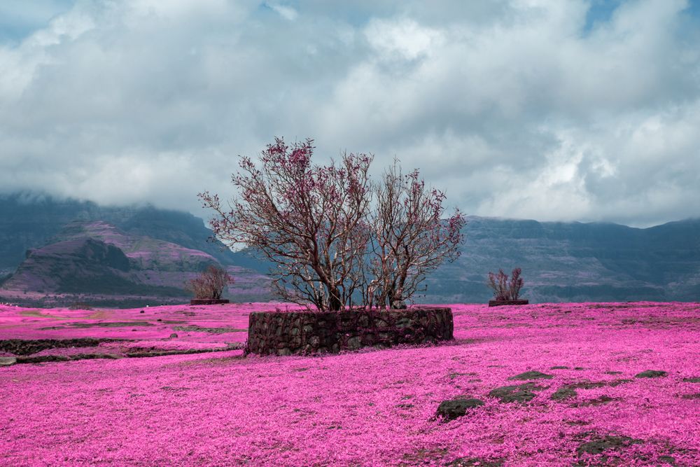 Beautiful infrared landscape of the green trees, fields, and hills at Malshej Ghat in Maharashtra, India