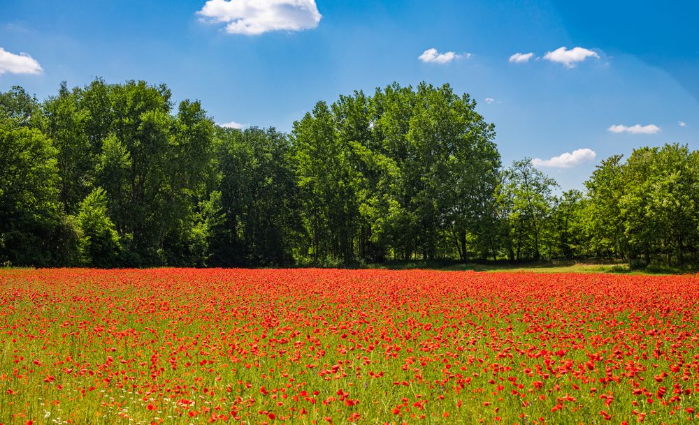Red flowers in a park surrounded by trees