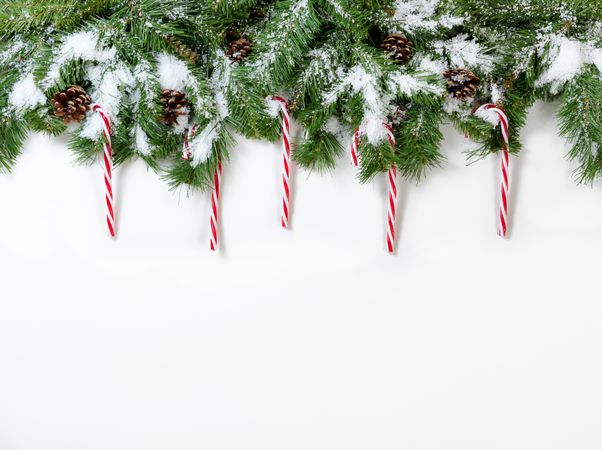 Christmas snowy tree branches and candy cane ornaments