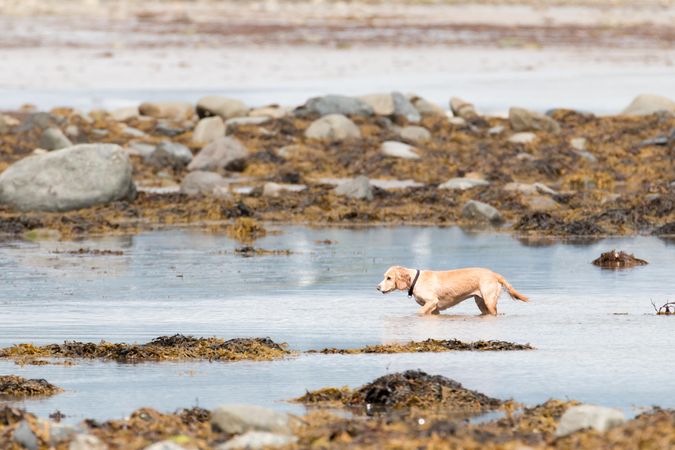 Retriever dog running on water