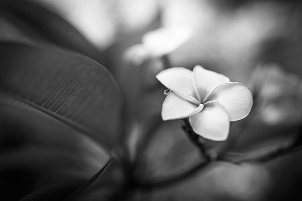 Monochrome shot of plumeria flower in nestled in leaves