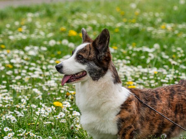 Funny corgi playing on a sunny lawn