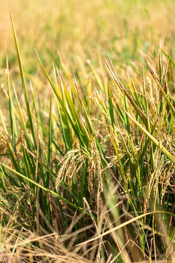 Golden rice plants in field ready for harvest