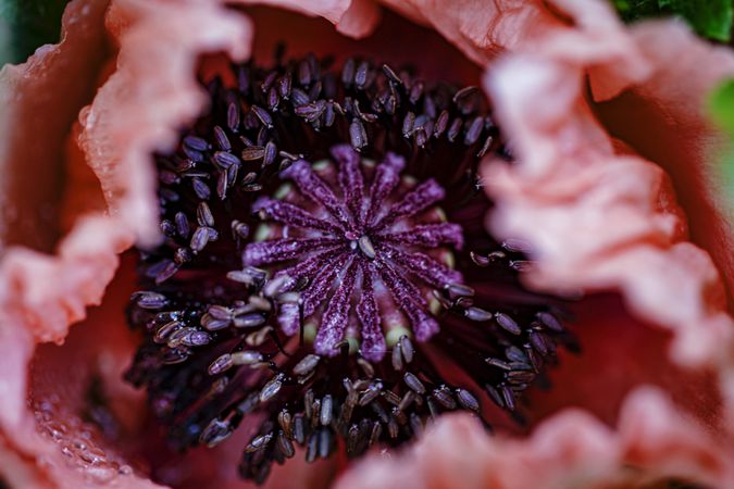Inside of poppy flower, close up