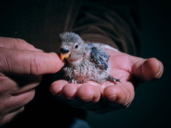 Little lovebird chick on crop hand of man