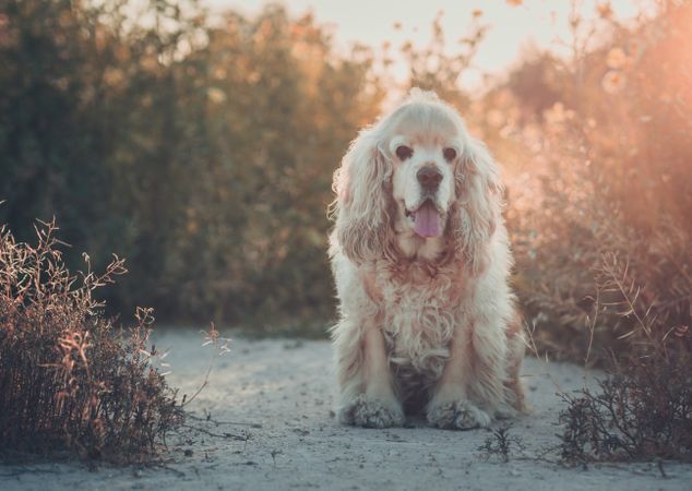 Funny dog lying on ground between plants