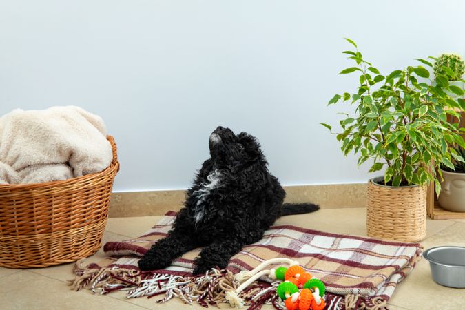 Cute poodle pet at home on blanket with toy and plants