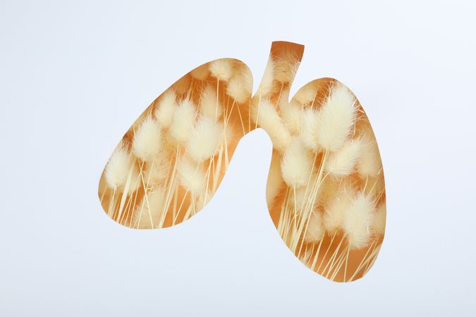 Lungs cut out of paper with dried rabbit tail underneath