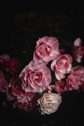 bouquet of pink carnations flowers