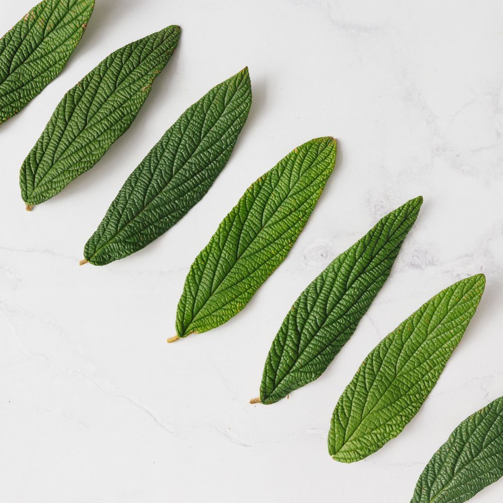 Green leaves in a row on light paper