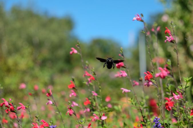 Carpenter beesflying over flowers towards camera