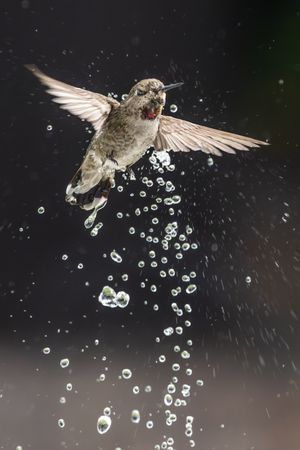 Beautiful Immature Male Anna's Hummingbird Enjoying The Water Fountain