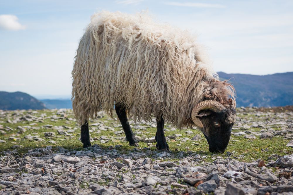 Herd of mountain sheep in field