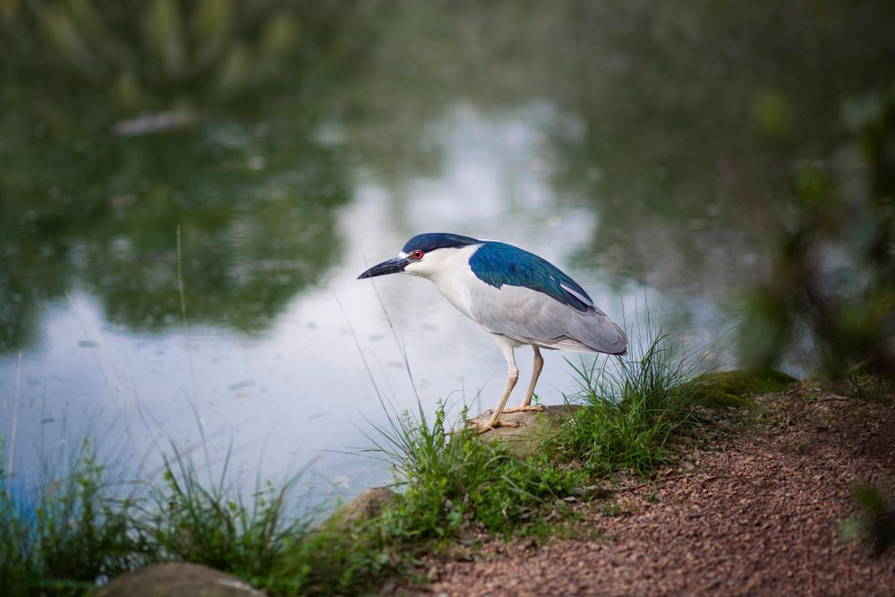 Night heron on waterside