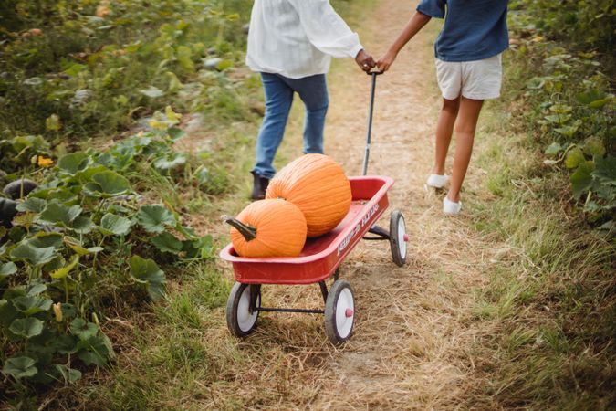 Cropped image of girl and a boy with trolley collecting pumpkins from the field