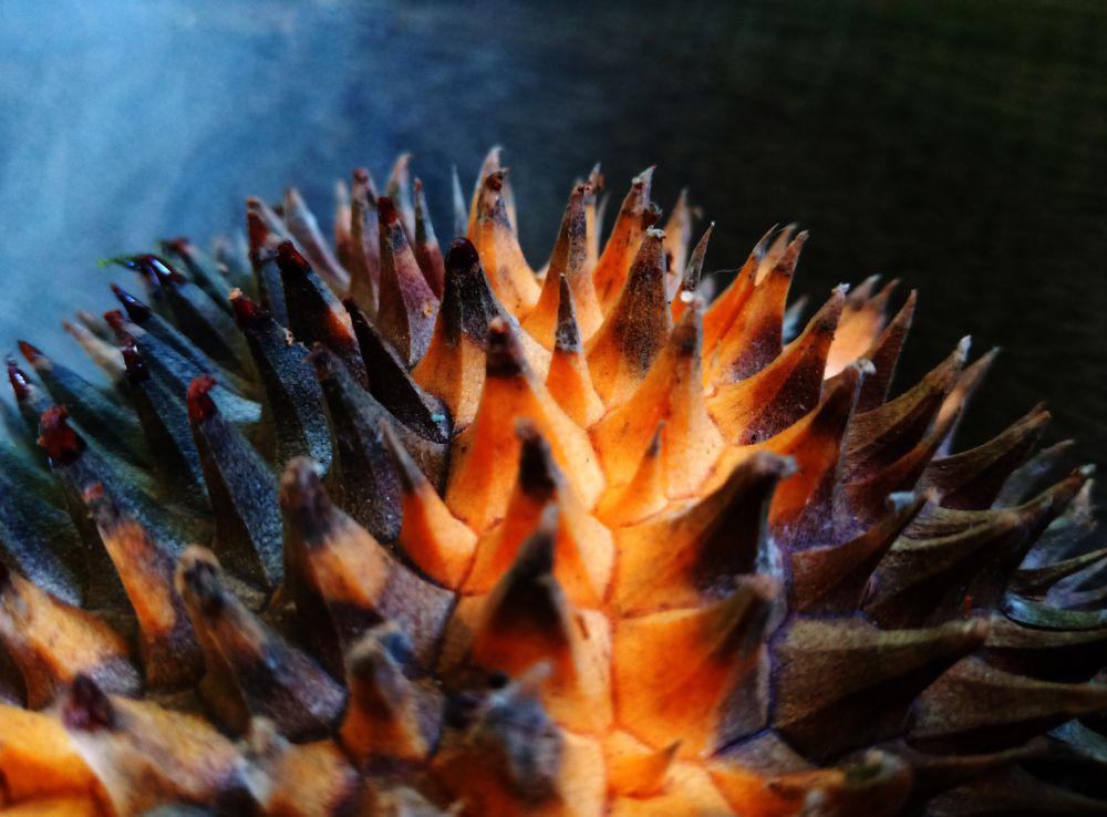durian fruit skin
