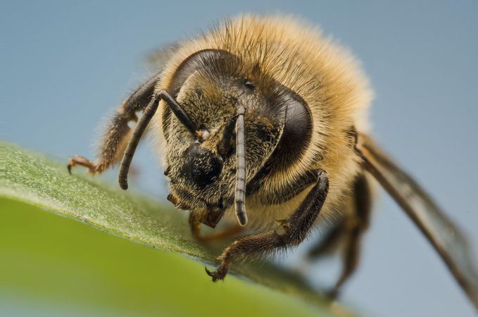 Close-up shot of bee on green leaf
