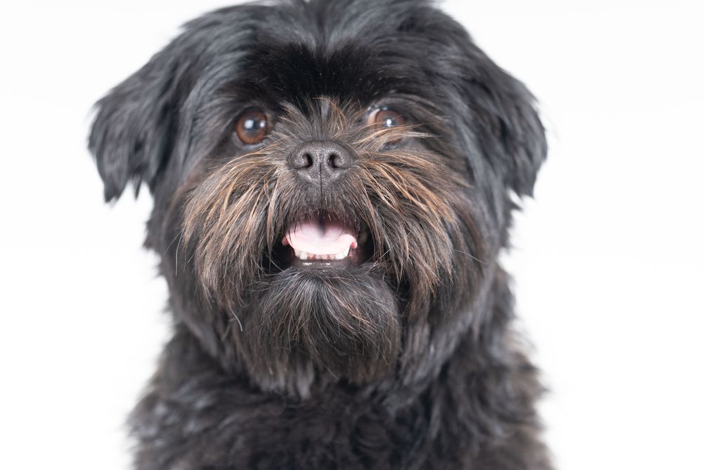 Cute affenpinsher dog looking at camera
