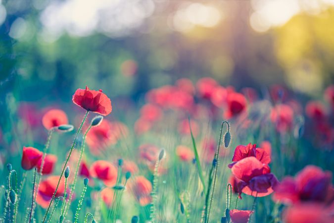 Red flowers and buds in a field at sunset