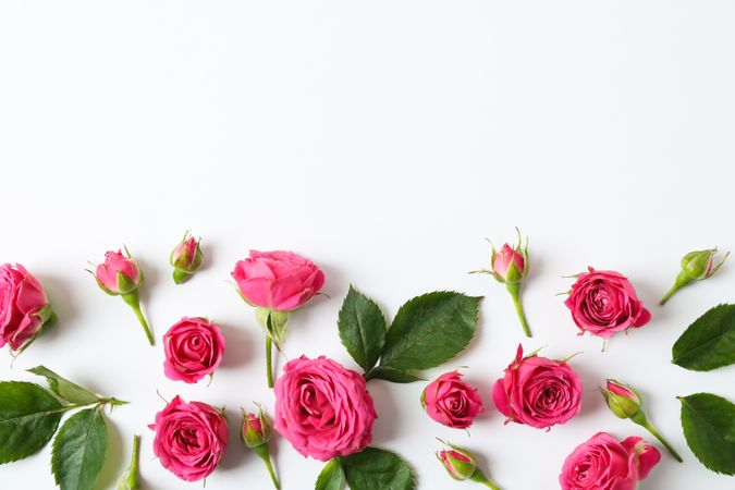 Beautiful fresh pink roses on light background, space for text
