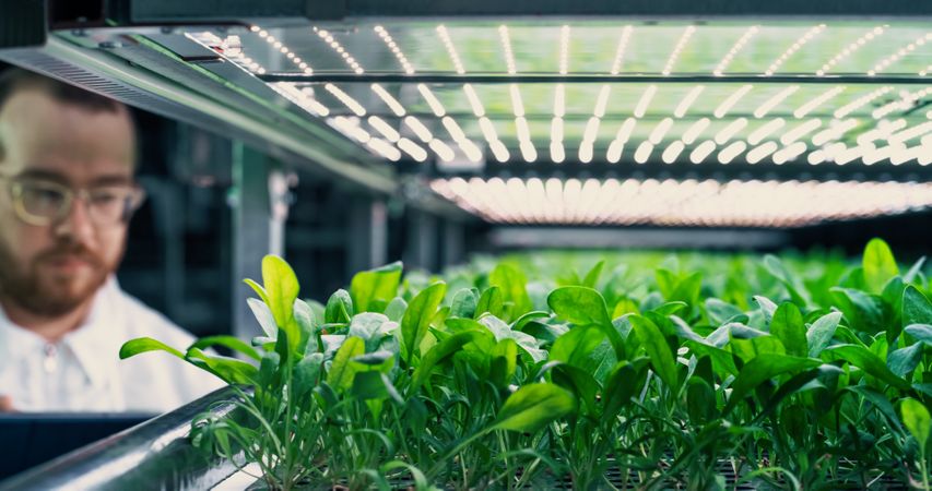 Portrait of an Agricultural Grower Working in a Corridor in a Vertical Farm Facility Next to a Rack with Freshly Grown Plants.