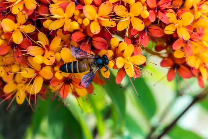 Bee on red and orange-petaled flowers