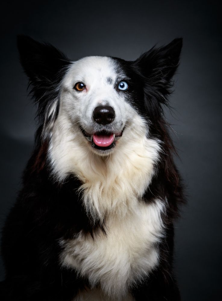 Funny dog with different eyes