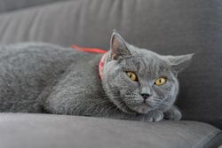 British Shorthair cat lying on grey sofa