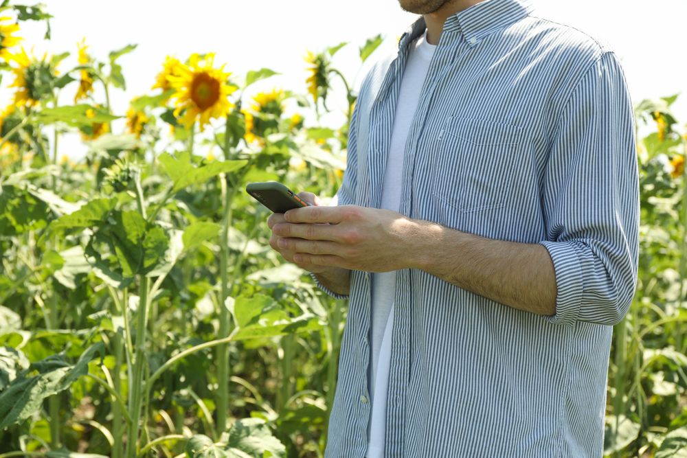 Man with phone in sunflower field. Agriculture business