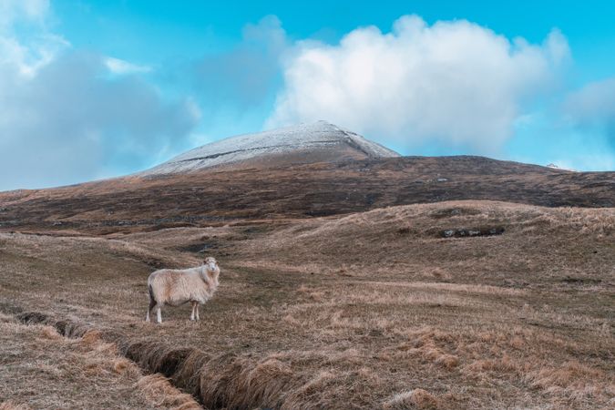 Faroe sheep on pasture