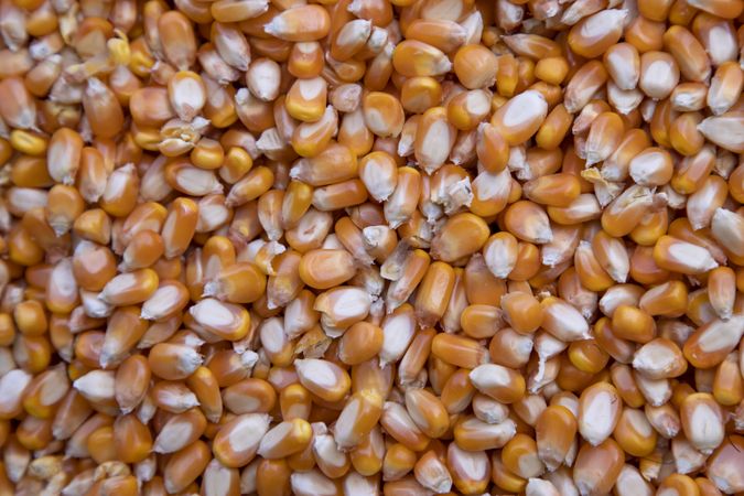 Close-up focus organic corn seed pattern texture Can be used as a background wallpaper