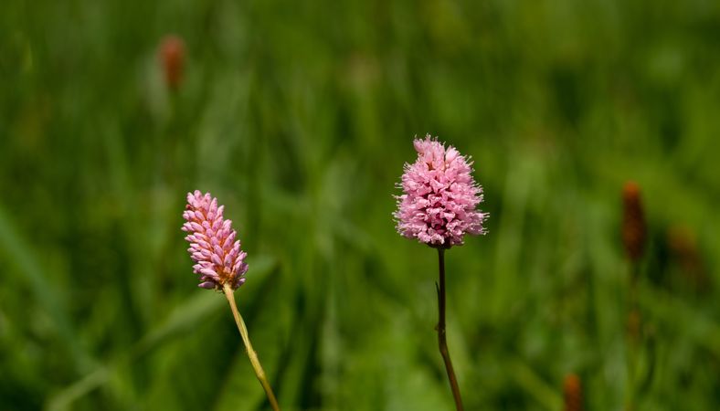 Pink wildflowers in green meadow