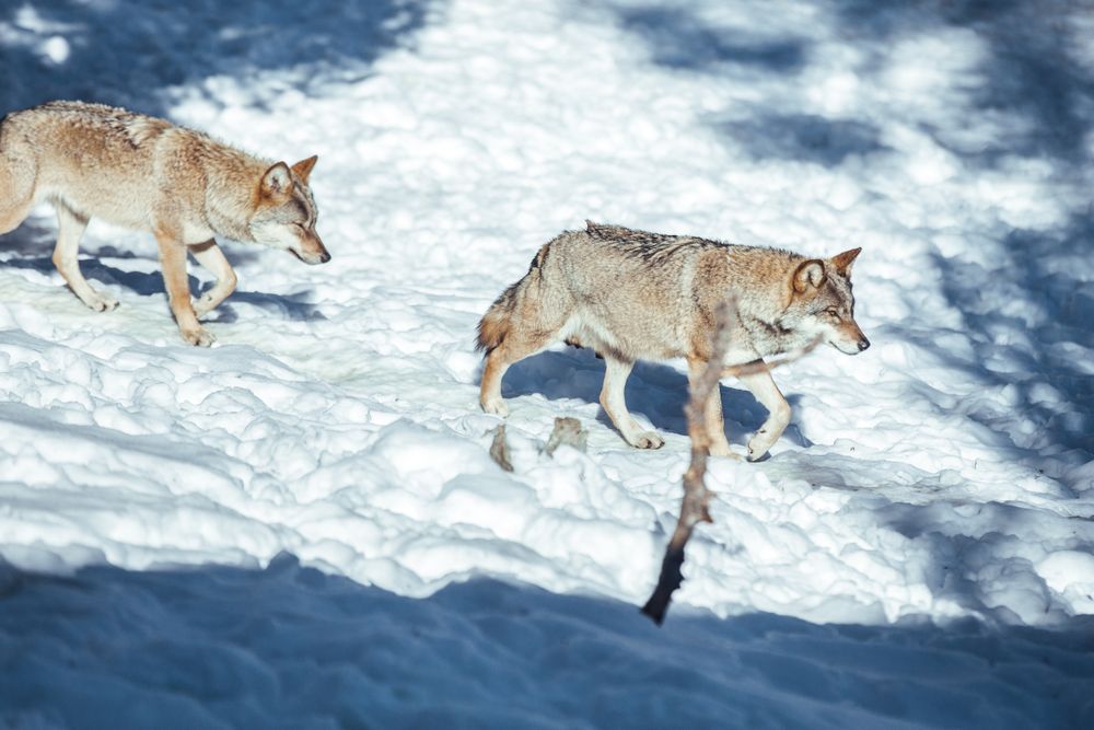 Wolf on hill near stones and snow
