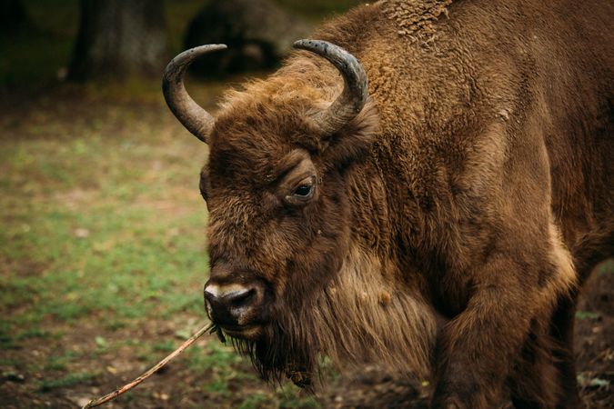 Bison eating stick in nature