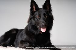 Portrait of older dark brown german shepherd dog on rug  bGRvOX