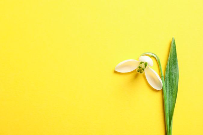 Beautiful spring snowdrop on color background, space for text