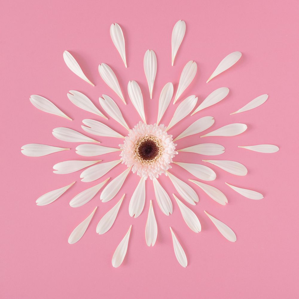 Flower with petals making pattern on pink background