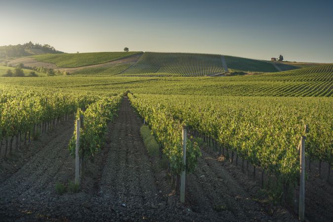Vineyards at sunset, Castellina in Chianti, Tuscany, Italy