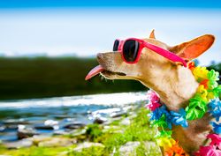 Brown Chihuahua wearing glasses and flower necklace