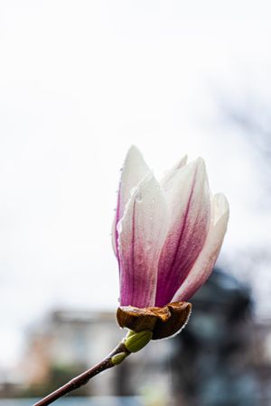 Blossom of magnolia tree in the spring park